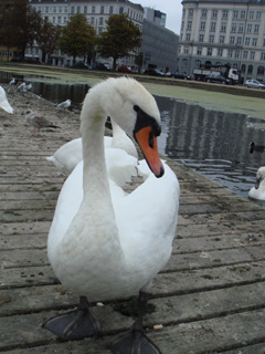 swan10.jpg